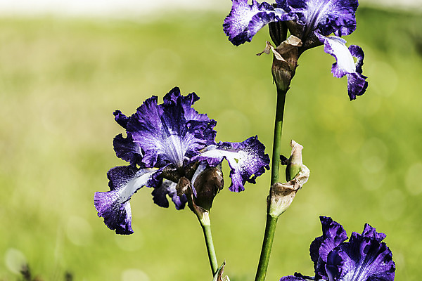 포토 JPG 해외이미지 식물 계절 꽃 꽃다발 잎 자연 날씨 휴식 사람없음 초록색 정원 보라색 화목 힘 봄 에너지 성장 시골 제비꽃 원예 정맥 해외202004 해외포토 컬러 컨셉 취미 생태계 혈관 파일형식 이미지허브