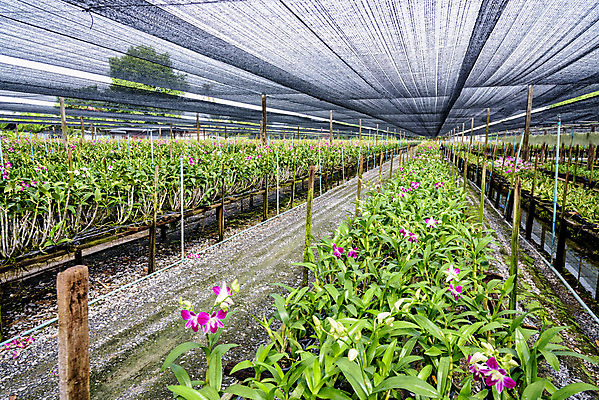 포토 JPG 해외이미지 나무 식물 꽃 산업 아시아 길 줄기 분홍색 꽃다발 백그라운드 잎 꽃무늬 밭 농업 비즈니스 태국 자연 사람없음 내부 장식 초록색 빛 컬러풀 햇빛 농장 정원 활발 성장 벚꽃 나뭇가지 신선 개화 난초 냄비 원예 내추럴 밭일 온실 많음 해외202004 해외포토 나라 컬러 컨셉 무늬 취미 태양 솥 생태계 파일형식 이미지허브