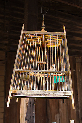 포토 JPG 해외이미지 동물 디자인 태국 조류 사람없음 야외 반려동물 새장 해외202004 해외포토 아시아 케이지 파일형식 이미지허브