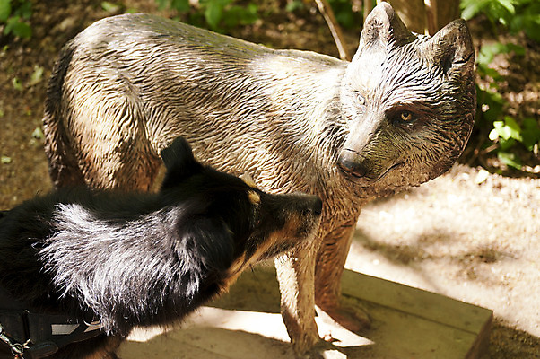 포토 JPG 해외이미지 동물 조각 키스 사람없음 개 호기심 코 냄새 환영 늑대 해외202004 해외포토 감정 컨셉 포유류 신체부위 애정표현 파일형식 이미지허브