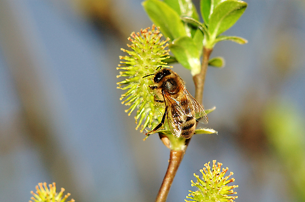 포토 JPG 해외이미지 식물 꽃잎 꽃 야생동물 곤충 날개 자연 노동자 사람없음 야외 초록색 노란색 정원 식사 봄 벚꽃 벌레 수분 벌 수집 원예 바쁨 꽃가루 꿀 악취 수유 해외202004 해외포토 동물 직업 계절 컬러 취미 가루 생태계 냄새 파일형식 이미지허브