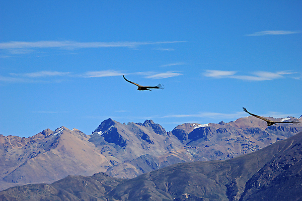 포토 JPG 해외이미지 남자 날개 자연 조류 하늘 풍경 사람없음 골짜기 검은색 미국 힘 자유 흰색 닫기 큼 먹이 깃털 육식동물 남쪽 발톱 페루 해외202004 해외포토 동물 컬러 컨셉 북아메리카 모션 발 사람 남아메리카 크기 방향 생태계 파일형식 이미지허브