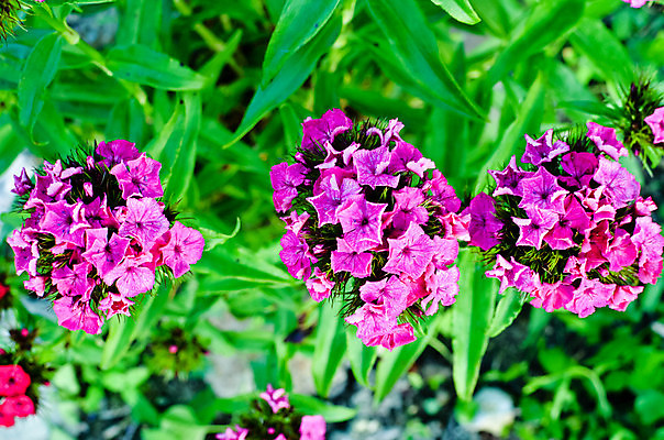 포토 JPG 해외이미지 식물 꽃 줄기 분홍색 백그라운드 잎 꽃무늬 자연 벽지 풍경 사람없음 야외 여름 컬러풀 장미 환경 정원 활발 성장 벚꽃 신선 개화 자주색 원예 보케 향기 화단 내추럴 강렬 생태학 영원 해외202004 해외포토 계절 교육 컬러 컨셉 무늬 취미 생태계 냄새 파일형식 이미지허브