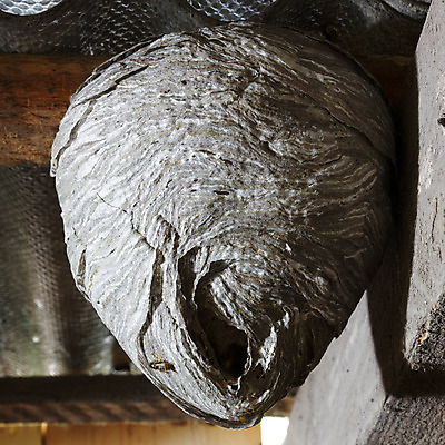 포토 JPG 해외이미지 동물 곤충 자연 지붕 주택 세포 사람없음 건물 목재 둥지 말벌 벌집 다락방 해외202004 해외포토 나무 건축물 재료 벌_곤충 생태계 파일형식 이미지허브