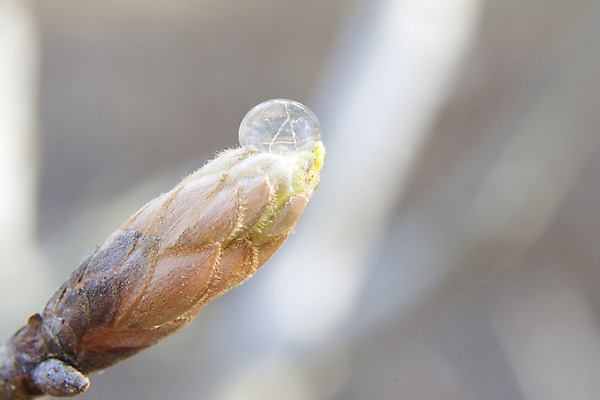 포토 JPG 해외이미지 식물 줄기 자연 새로움 사람없음 초록색 물 반사 환경 봄 성장 물방울 나뭇가지 발사 파열 해외202004 해외포토 자연요소 나무 계절 컬러 컨셉 생태계 파일형식 이미지허브