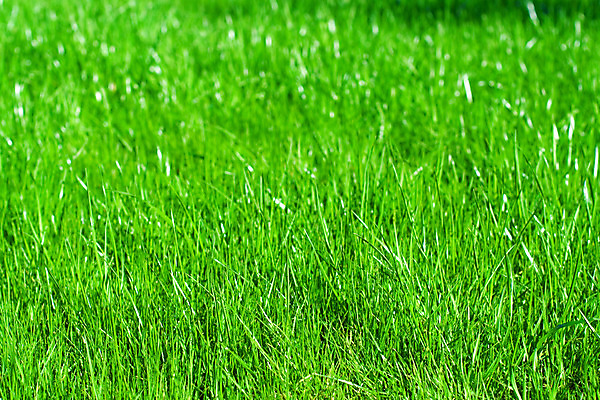 포토 JPG 해외이미지 식물 백그라운드 잎 밭 자연 잔디 사람없음 야외 초록색 여름 농장 정원 맑음 침묵 시골 신선 소프트포커스 땅 장면 생태학 해외202004 해외포토 계절 교육 컬러 농업 날씨 촬영기법 소리 생태계 파일형식 이미지허브