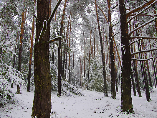 포토 JPG 해외이미지 나무 식물 단풍 크리스마스 겨울 자연 풍경 사람없음 컬러풀 얼음 침묵 흰색 나뭇가지 숲 서리 해외202004 해외포토 자연요소 계절 기념일 컬러 잎 소리 생태계 파일형식 이미지허브
