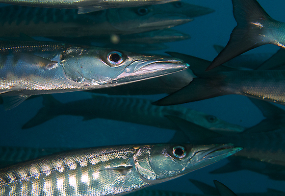 포토 JPG 해외이미지 야생동물 바다 여행 학교 모션 자연 휴가 어류 풍경 사람없음 야외 파란색 바닷속 수중 수영 물방울 닫기 아래 다이빙 생물학 지느러미 내추럴 깊이 동물상 생태학 침몰 많음 해외202004 해외포토 동물 교육 컬러 컨셉 조형물 수중동물 수상스포츠 방향 생태계 위치 수중스포츠 파일형식 이미지허브