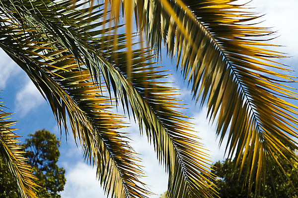 포토 JPG 해외이미지 나무 식물 외관 공원 꽃 바다 여행 건축양식 자연 하늘 휴가 휴식 열대 주택 손바닥 풍경 잔디 사람없음 야외 목재 초록색 여름 파란색 태양 정원 맑음 검은색 봄 흰색 소나무 날짜 재산 고급 지중해 휴양지 캘리포니아 지역 진짜 해외202004 해외포토 자연요소 손 계절 공공시설 건축 컬러 컨셉 재료 날씨 건물 금융 미국 장소 생태계 파일형식 이미지허브