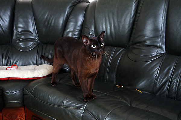 포토 JPG 해외이미지 동물 응시 친절 수염 사람없음 갈색 초콜릿 호기심 턱 거짓말 기르기 아이라이너 유래 버미즈 해외202004 해외포토 시선 감정 컬러 컨셉 디저트 고양이 돌봄 파일형식 이미지허브