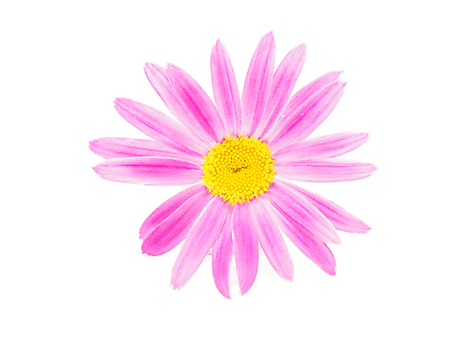 포토 JPG 해외이미지 식물 꽃잎 꽃 분홍색 2 사람없음 장식 빨간색 컬러풀 봄 벚꽃 흰색 신선 닫기 데이지 해외202004 해외포토 계절 컬러 모션 파일형식 이미지허브