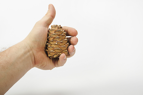 포토 JPG 해외이미지 나무 식물 손 디자인 음식 백그라운드 크리스마스 패턴 자연 휴가 건조 건강 사람없음 목재 갈색 견과류 흰색 소나무 도움 숲 오브젝트 솔방울 상록수 침엽수 전나무 원뿔 내추럴 고립 삼나무 시베리아 해외202004 해외포토 도형 기념일 컬러 컨셉 무늬 재료 신체부위 생태계 파일형식 이미지허브