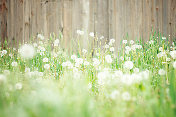 포토 JPG 해외이미지 식물 디자인 배너 계절 공원 꽃 분홍색 백그라운드 밭 자연 하늘 추상 풍경 잔디 사람없음 야외 초록색 여름 빛 햇빛 태양 노란색 환경 정원 맑음 일몰 봄 자유 수확 성장 벚꽃 흰색 시골 신선 닫기 민들레 복고 보케 내추럴 깊이 파스텔톤 해외202004 해외포토 자연요소 공공시설 컬러 컨셉 무늬 농업 모션 날씨 노을 생태계 파일형식 이미지허브