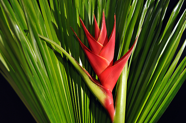 포토 JPG 해외이미지 식물 공원 꽃잎 꽃 아시아 섬 백그라운드 잎 꽃무늬 패턴 자연 조류 사람없음 야외 장식 빨간색 초록색 정원 성장 벚꽃 숲 큼 묘사 싱글 하와이 웅장함 이국적 파라다이스 해외202004 해외포토 동물 공공시설 나라 컬러 무늬 미국 크기 생태계 파일형식 이미지허브
