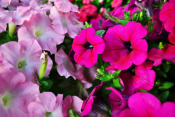 포토 JPG 해외이미지 식물 계절 공원 꽃 분홍색 꽃다발 백그라운드 꽃무늬 밭 자연 사람없음 초록색 파란색 태양 정원 봄 벚꽃 흰색 신선 데이지 내추럴 해외202004 해외포토 자연요소 공공시설 컬러 무늬 농업 생태계 파일형식 이미지허브