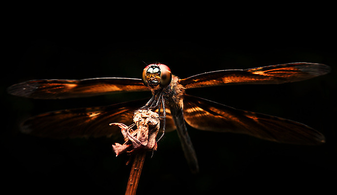 포토 JPG 해외이미지 동물 곤충 태국 자연 사람없음 빛 고요 잠자리 내추럴 해외202004 해외포토 아시아 생태계 파일형식 이미지허브