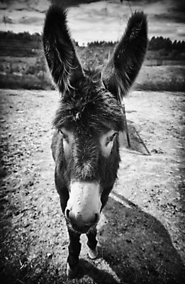 포토 JPG 해외이미지 동물 응시 행복 유럽 도로 얼굴 백그라운드 밭 농업 포유류 자연 하늘 미소 사람없음 초록색 여름 반려동물 태양 농장 갈색 머리 회색 흰색 시골 입 닫기 귀 당나귀 고립 밭일 해외202004 해외포토 사이프러스공화국 자연요소 시선 계절 감정 나라 산업 길 컬러 교통시설 모션 표정 신체부위 말_동물 생태계 파일형식 이미지허브