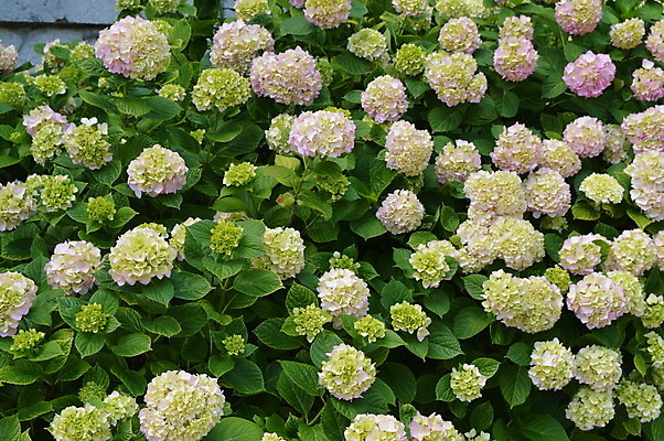 포토 JPG 해외이미지 식물 계절 공원 꽃잎 꽃 벽 분홍색 꽃다발 백그라운드 잎 꽃무늬 자연 사람없음 야외 장식 초록색 파란색 컬러풀 햇빛 정원 봄 성장 흰색 신선 원예 향기 조경 수국 해외202004 해외포토 공공시설 컬러 무늬 취미 태양 생태계 냄새 파일형식 이미지허브