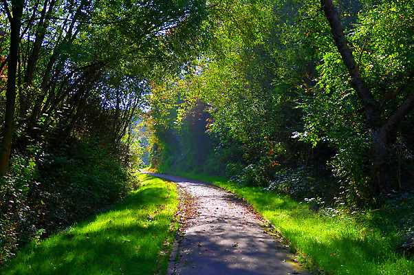 포토 JPG 해외이미지 나무 계절 공원 길 여행 단풍 낙엽 잎 자국 자연 아침 독일 그림자 풍경 사람없음 초록색 여름 빛 컬러풀 햇빛 일출 환경 맑음 황혼 봄 새벽 젖음 안개 나뭇가지 신선 숲 그늘 신비 오솔길 방법 뿌연 삼림지대 해외202004 해외포토 주간 자연요소 식물 공공시설 유럽 컬러 컨셉 날씨 태양 노을 일몰 생태계 파일형식 이미지허브