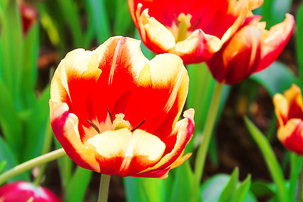 포토 JPG 해외이미지 식물 계절 꽃잎 꽃 문화 줄기 분홍색 백그라운드 잎 꽃무늬 밭 농업 오렌지 자연 풍경 사람없음 야외 가로 빨간색 초록색 여름 노란색 머리 정원 보라색 봄 활발 튤립 성장 벚꽃 시골 침대 개화 그룹 닫기 5월 가득함 화단 장면 해외202004 해외포토 산업 컬러 가구 컨셉 무늬 과일 모션 신체부위 날짜 생태계 파일형식 이미지허브