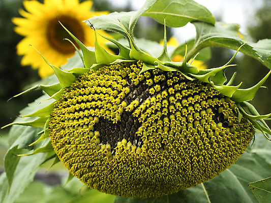 포토 JPG 해외이미지 식물 계절 꽃 줄기 잎 채소 해바라기 건강 씨앗 사람없음 초록색 여름 노란색 정원 수확 성장 개화 채식주의자 해외202004 해외포토 컬러 농업 채식 파일형식 이미지허브