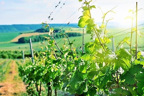 포토 JPG 해외이미지 밭 농업 자연 불꽃 풍경 사람없음 야외 초록색 빛 햇빛 태양 농장 와인 계곡 맑음 성장 광선 시골 언덕 포도밭 포도나무 양조장 해외202004 해외포토 자연요소 산업 컬러 불 날씨 주류 과일나무 생태계 파일형식 이미지허브