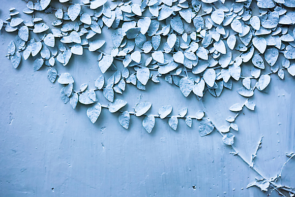 포토 JPG 해외이미지 나무 식물 벽 백그라운드 잎 패턴 표면 벽돌 돌담 그림자 사람없음 건물 세로 초록색 파란색 울타리 성장 업무 얼룩 역사 관목 타일 질감 오르기 시멘트 포도나무 점토 아이비 기어가기 고체 옛날 콘크리트 강조 해외202004 해외포토 건축물 컬러 무늬 모션 담장 돌_바위 작업 과일나무 파일형식 이미지허브