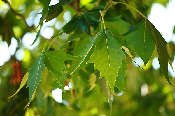 포토 JPG 해외이미지 나무 식물 계절 공원 백그라운드 단풍 잎 캐나다 자연 사람없음 야외 초록색 빛 컬러풀 햇빛 태양 노란색 환경 맑음 활발 광선 나뭇가지 숲 허브 에코 정맥 내추럴 강렬 광 바이오 생태학 해외202004 해외포토 자연요소 공공시설 교육 컬러 컨셉 북아메리카 날씨 생태계 혈관 파일형식 이미지허브