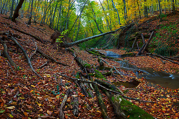 포토 JPG 해외이미지 나무 식물 공원 여행 백그라운드 잎 자연 산 건조 이끼 풍경 사람없음 야외 초록색 물 강 평화 환경 침묵 봄 폭포 젖음 흐름 가을 바위 개울 황무지 떨어짐 매끈함 숲 큼 명상 알프스 내추럴 생태학 전국 해외202004 해외포토 자연요소 계절 공공시설 교육 유럽 컬러 컨셉 소리 돌_바위 감각 크기 생태계 파일형식 이미지허브