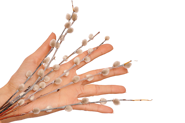 포토 JPG 해외이미지 나무 식물 손 계절 꽃 줄기 자연 새로움 손바닥 사람 성인 사람없음 초록색 갈색 새싹 정원 고양이 봄 성장 벚꽃 흰색 나뭇가지 잡기 막대기 매끈함 버드나무 시작 해외202004 해외포토 컬러 컨셉 포유류 모션 신체부위 반려동물 감각 생태계 파일형식 이미지허브