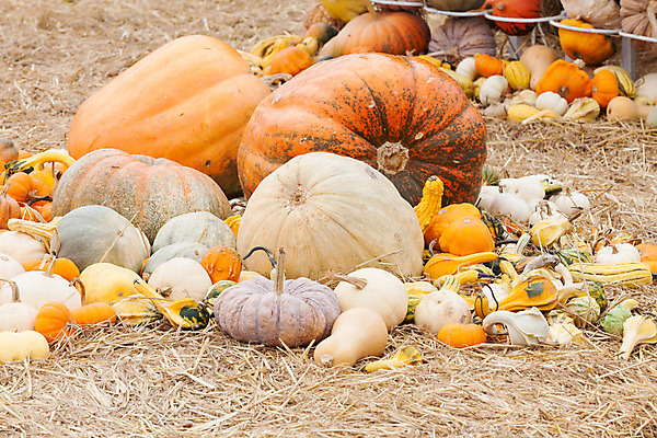 포토 JPG 해외이미지 전통 계절 음식 줄기 백그라운드 잎 겨울 밭 농업 채소 오렌지 과일 부분 가족 자연 호박 휴가 사람없음 야외 초록색 농작물 태양 농장 정원 할로윈 수확 가을 신선 그룹 시장 큼 11월 오브젝트 날것 박 추수감사절 스쿼시 10월 숙성 세련 해외202004 해외포토 자연요소 식물 산업 기독교 스포츠 컬러 관계 구기 날짜 크기 생태계 파일형식 이미지허브