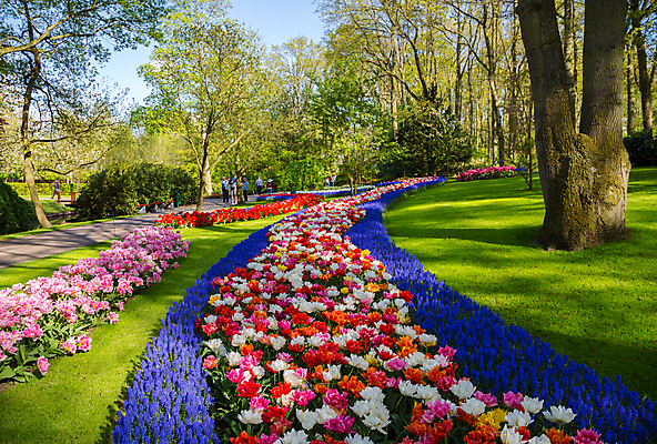 포토 JPG 해외이미지 식물 계절 공원 꽃잎 꽃 분홍색 꽃다발 여행 결혼 백그라운드 잎 꽃무늬 밭 자연 추상 부활절 사람없음 야외 장식 빨간색 초록색 노란색 머리 정원 봄 활발 튤립 벚꽃 신선 개화 꽃집 오브젝트 네덜란드 질감 강렬 인공 전경 완전 해외202004 해외포토 공공시설 기념일 유럽 컬러 컨셉 무늬 농업 풍경 이벤트 신체부위 상점 생태계 파일형식 탑뷰 이미지허브
