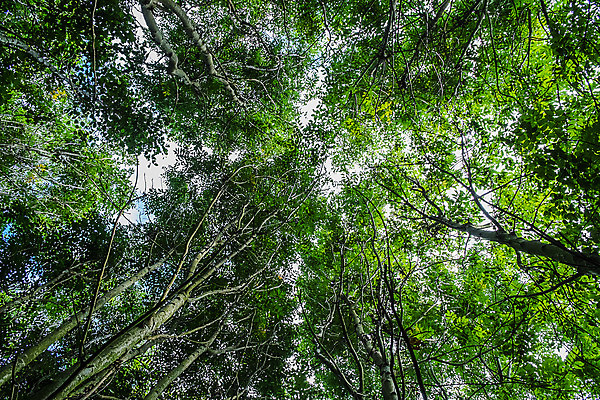 포토 JPG 해외이미지 나무 식물 계절 공원 잎 자연 사람없음 야외 환경 봄 성장 덮개 나뭇가지 숲 아래 내추럴 생태학 해외202004 해외포토 공공시설 교육 뚜껑 방향 생태계 위치 파일형식 이미지허브