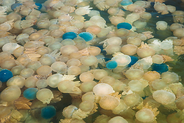 포토 JPG 해외이미지 꽃 호수 바다 섬 종류 어류 사람없음 초록색 물 컬러풀 수중 구멍 해조류 변화 황금 산호 보호 수집 싱크대 생태계 생물학 태평양 암초 젤리 서식지 해파리 생태학 석회암 소금물 인구 해외202004 해외포토 자연요소 식물 교육 컬러 컨셉 디저트 수중동물 암석 해양식물 자포동물 개수대 파일형식 이미지허브
