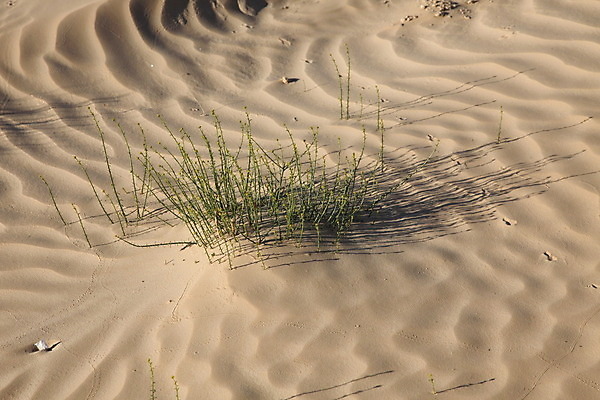 포토 JPG 해외이미지 식물 꽃 모래 자연 새로움 건조 풍경 사람없음 초록색 태양 활발 사막 성장 뜨거움 황무지 작음 갈증 기적 모래언덕 사하라 부족 고집 모종 혼자 생존 해외202004 해외포토 자연요소 컬러 컨셉 아프리카 크기 언덕 생태계 파일형식 이미지허브