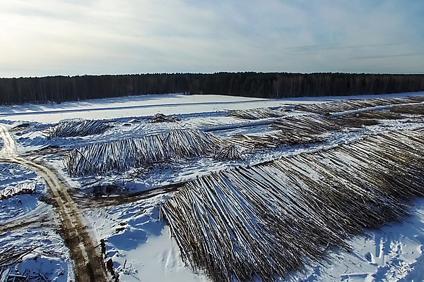 포토 JPG 해외이미지 나무 산업 겨울 공장 자연 사람없음 목재 여름 갈색 세일 쌓기 환경 중국 시골 소나무 제조 숲 큼 장작 자르기 목수 준비 날것 러시아 통나무 수납 자원 잡동사니 방앗간 벌목 부정부패 생태학 수목 시베리아 해외202004 해외포토 식물 직업 계절 교육 유럽 아시아 컬러 재료 공업 모션 크기 생태계 파일형식 이미지허브