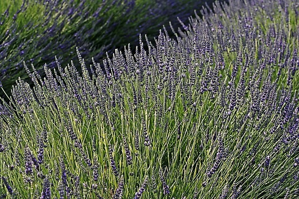 포토 JPG 해외이미지 밭 풍경 사람없음 여름 파란색 프랑스 라벤더 프로방스 해외202004 해외포토 계절 꽃 유럽 컬러 농업 허브 파일형식 이미지허브