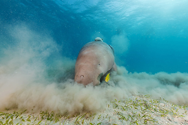 포토 JPG 해외이미지 바다 백그라운드 자연 바닥 사람없음 물 파란색 빛 햇빛 태양 수중 광선 아래 다이빙 깊이 해외202004 해외포토 자연요소 컬러 수영 방향 생태계 위치 수중스포츠 파일형식 이미지허브