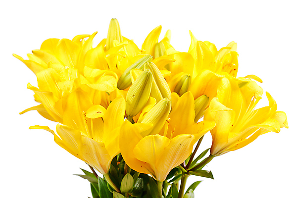 포토 JPG 해외이미지 식물 꽃잎 꽃 별 꽃다발 꽃무늬 오렌지 자연 휴가 발렌타인데이 사람없음 초록색 빛 태양 노란색 맑음 벚꽃 생일 우아함 자르기 배열 흰배경 강렬 우수 정물화 해외202004 해외포토 자연요소 기념일 컬러 백그라운드 컨셉 무늬 과일 모션 데이이벤트 날씨 흰색 절기 그림 생태계 파일형식 이미지허브