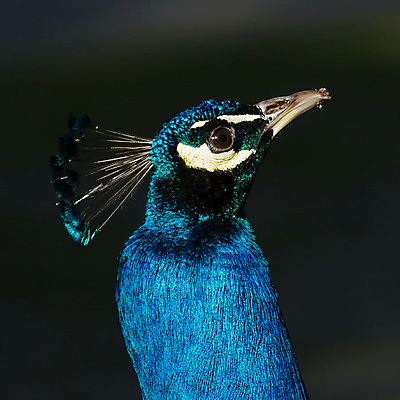 포토 JPG 해외이미지 한마리 남자 패턴 자연 조류 사람없음 초록색 파란색 컬러풀 머리 활발 의식 우아함 공작 전시회 깃털 꼬리 목 보여주기 꿩 수탉 멀티 웅장함 터키석 해외202004 해외포토 동물 1 컬러 컨셉 무늬 모션 사람 신체부위 전시 닭 보석 수컷 생태계 파일형식 이미지허브
