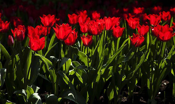 포토 JPG 해외이미지 식물 계절 공원 꽃 꽃다발 백그라운드 잎 꽃무늬 밭 자연 부활절 발렌타인데이 3 사랑 사람없음 야외 초록색 여름 컬러풀 햇빛 태양 정원 보라색 침묵 봄 튤립 벚꽃 광선 하트 축하 신선 닫기 5월 꽃집 네덜란드 엽서 내추럴 강렬 해외202004 해외포토 자연요소 모양 공공시설 기념일 감정 유럽 컬러 컨셉 무늬 농업 모션 데이이벤트 상점 소리 날짜 편지 생태계 파일형식 이미지허브
