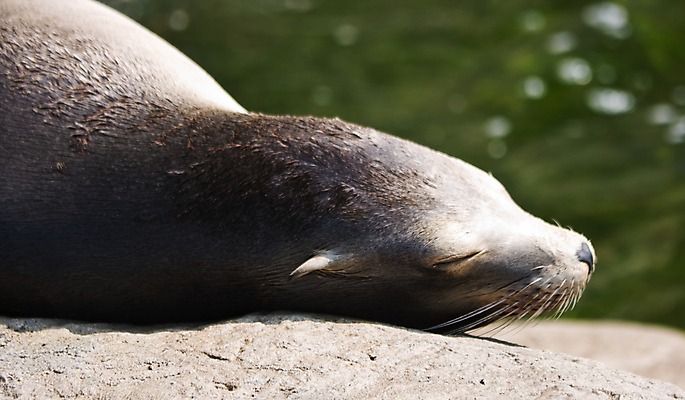 포토 JPG 해외이미지 동물 야생동물 파도 바다 포유류 놀이 휴식 동물원 사람없음 물 파란색 수영 소리 물방울 속도 다이빙 황소 암초 방문 스플래쉬 해외202004 해외포토 자연요소 컬러 컨셉 수상스포츠 소 수중스포츠 파일형식 이미지허브
