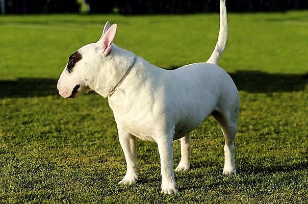 포토 JPG 해외이미지 모양 동물 영어 응시 공원 장난 포유류 건강 서기 잔디 사람없음 야외 반려동물 갈색 머리 믿음 계란 검은색 가축 힘 활발 미니어처 코트 흰색 용기 자신감 플랫 개 보호 작음 테리어 황소 근육질 보호자 송곳니 경보 기르기 동반자 복종 신앙심 유래 지능 충실 힘찬 검투사 해외202004 해외포토 식물 직업 문자 그릇 시선 공공시설 감정 컬러 컨셉 모션 근육 신체부위 모형 알 외투 소 치아 크기 몸매 돌봄 파일형식 이미지허브