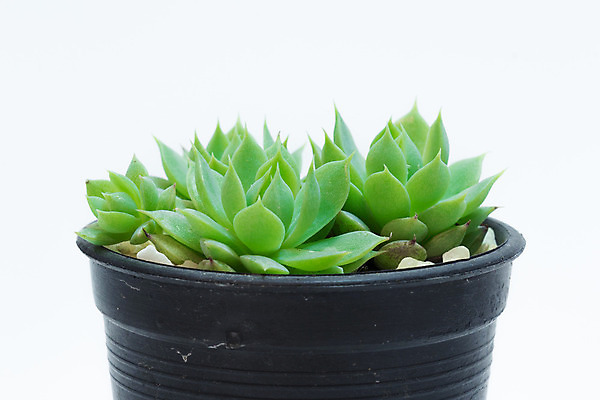 포토 JPG 해외이미지 식물 꽃 백그라운드 잎 꽃무늬 자연 선인장 사람없음 장식 초록색 정원 회색 성장 흰색 원형 냄비 작음 플라스틱 원예 고립 심기 해외202004 해외포토 도형 컬러 무늬 모션 재질 취미 솥 크기 생태계 파일형식 이미지허브