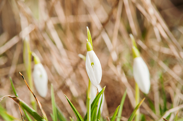 포토 JPG 해외이미지 식물 계절 꽃잎 꽃 잎 꽃무늬 밭 자연 따뜻함 텐트 사람없음 야외 목재 초록색 파란색 빛 햇빛 태양 새싹 정원 계곡 맑음 봄 벚꽃 종 흰색 신선 개울 숲 보석 내추럴 삼림지대 아네모네 취급주의 프리뮬러 헌병 해외202004 해외포토 자연요소 나무 컬러 무늬 농업 재료 날씨 캠핑도구 경고 강 군인 광석 생태계 파일형식 이미지허브