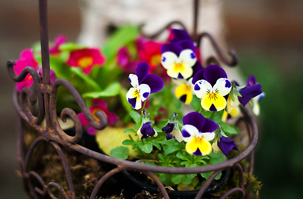 포토 JPG 해외이미지 식물 계절 꽃잎 꽃 분홍색 꽃다발 백그라운드 잎 꽃무늬 자연 부활절 사람없음 장식 초록색 파란색 컬러풀 노란색 바구니 금속 정원 보라색 봄 놀이방 성장 벚꽃 흰색 개화 닫기 제비꽃 묘사 활 원예 라일락 비올라 해외202004 해외포토 기념일 컬러 무늬 모션 재질 취미 생태계 파일형식 찰현악기 이미지허브