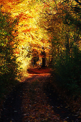 포토 JPG 해외이미지 나무 식물 계절 공원 도로 길 단풍 낙엽 잎 오렌지 자연 풍경 사람없음 야외 초록색 빛 컬러풀 햇빛 갈색 노란색 평화 환경 꿈 가을 시골 변화 황금 숲 10월 내추럴 강렬 방법 삼림지대 선로 해외202004 해외포토 공공시설 컬러 컨셉 과일 교통시설 태양 날짜 생태계 파일형식 이미지허브