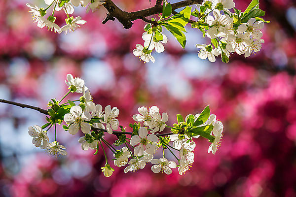 포토 JPG 해외이미지 나무 식물 계절 꽃잎 꽃 분홍색 백그라운드 잎 꽃무늬 자연 하늘 새로움 사람없음 야외 장식 빨간색 초록색 우주 정원 봄 성장 벚꽃 흰색 나뭇가지 신선 개화 체리 닫기 사과 4월 묘사 보케 장면 내추럴 블러 해외202004 해외포토 컬러 컨셉 무늬 과일 모션 날짜 생태계 파일형식 이미지허브