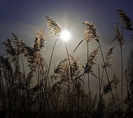 포토 JPG 해외이미지 식물 호수 잎 자연 하늘 아침 갈대 그림자 사람없음 태양 일출 광선 가을 큼 내추럴 변소 해외202004 해외포토 주간 자연요소 계절 노을 크기 생태계 파일형식 이미지허브