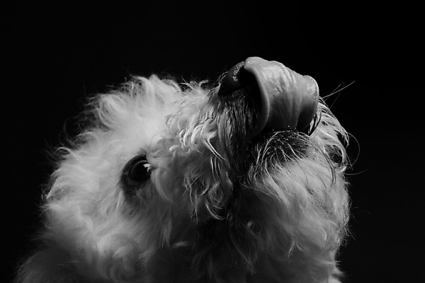 포토 JPG 해외이미지 동물 응시 얼굴 포유류 사람없음 반려동물 머리 흰색 입 개 강아지 육식동물 솜털 송곳니 해외202004 해외포토 시선 컬러 신체부위 치아 파일형식 이미지허브